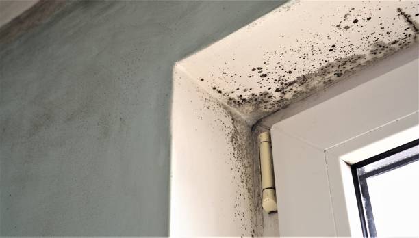 Best Air Quality Testing for Mold Spores  in Hastings On Hudson, NY