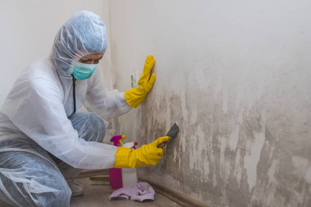 Best Mold Damage Restoration  in Hastings On Hudson, NY