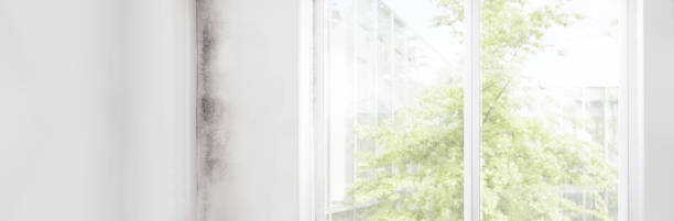  Hastings On Hudson, NY Mold Removal Pros