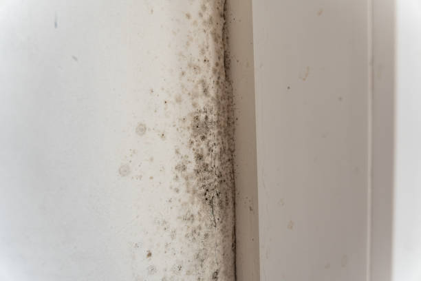 Best Mold Prevention Services  in Hastings On Hudson, NY